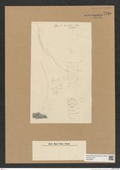 Diatomeae indet. Zeichnungen Sammlung Grunow Nr. 7735 (NHMW-BOT-W0376953)